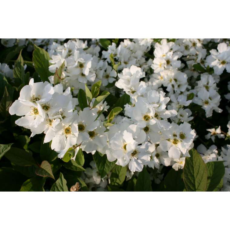 Exochorda racemosa'Blushing Pearl' 