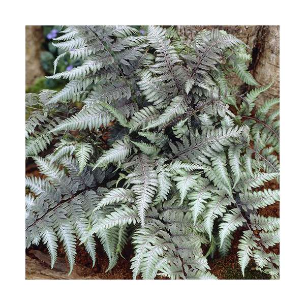 Athyrium nipponicum'Pewter Lace'