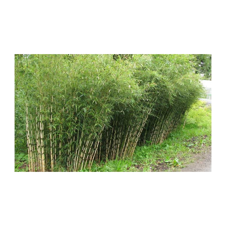 Fargesia robusta(Campbell) - Bamboe 
