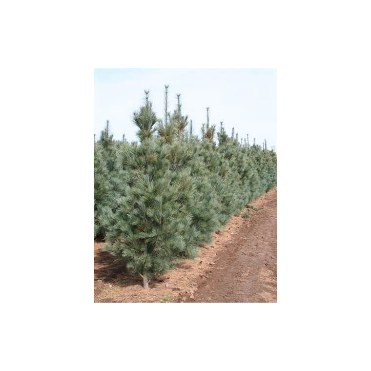 Pinus strobus'Fastigiata' 