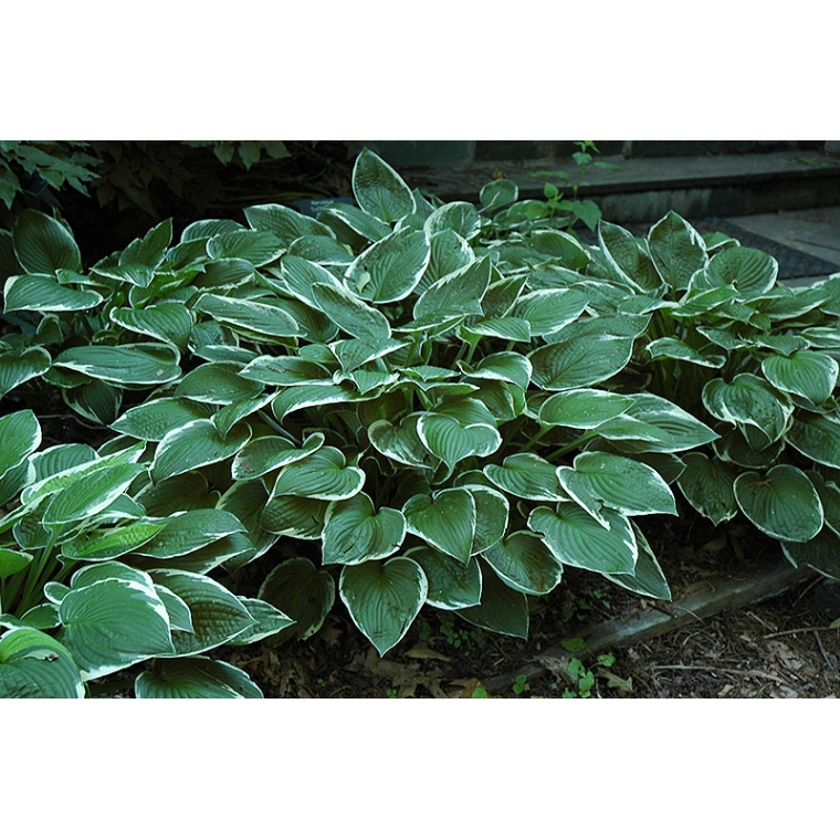 Hosta'Francee' 