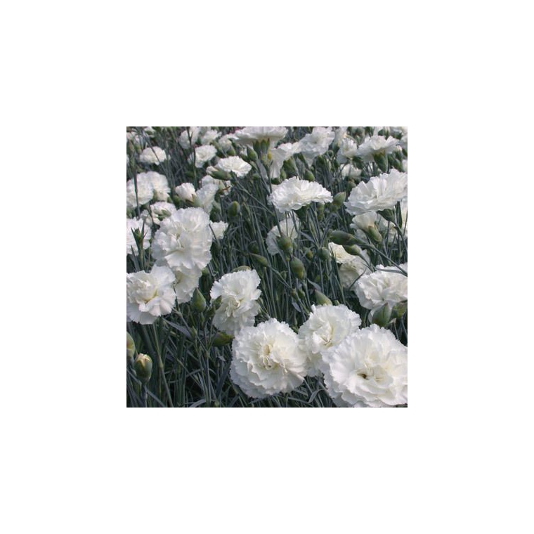 Dianthus plumarius'Haytor White'