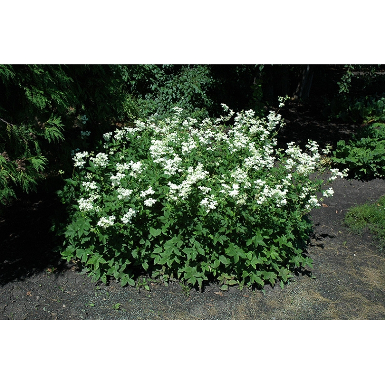 Filipendula vulgaris