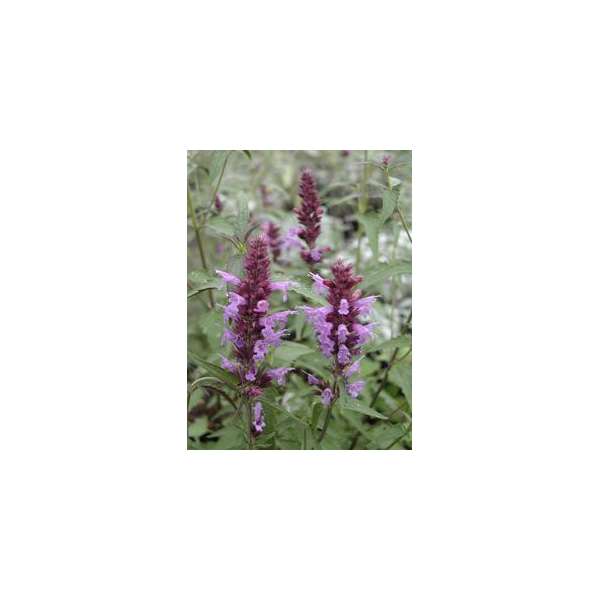 Agastache'Linda'