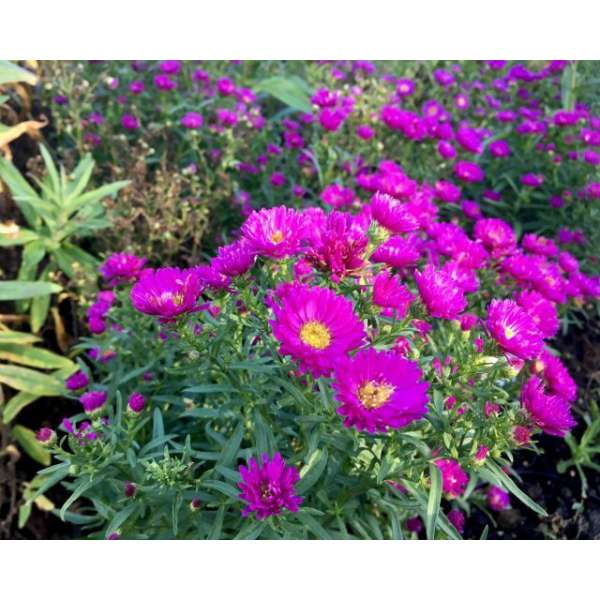 Aster'Pixie Red Eye'