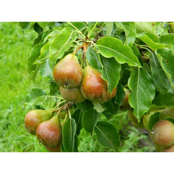 Peer'Gieser Wildeman' 