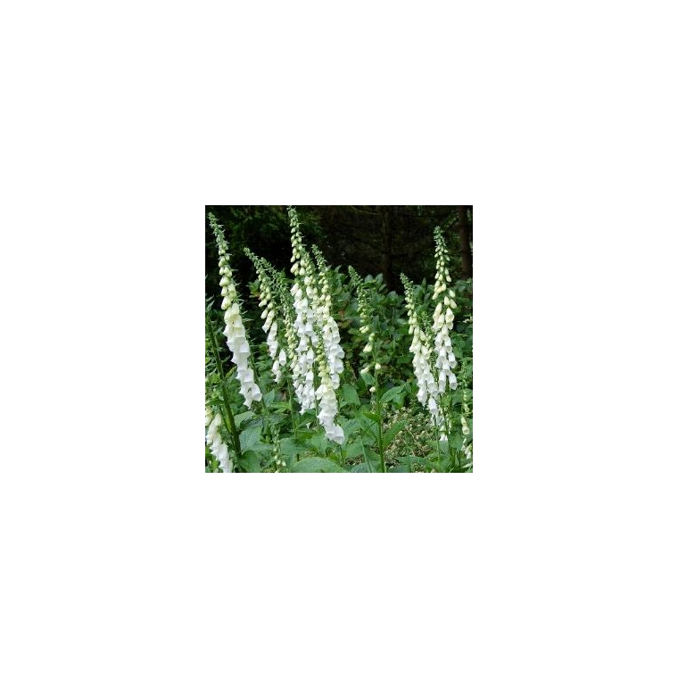 Digitalis purpurea'Alba'