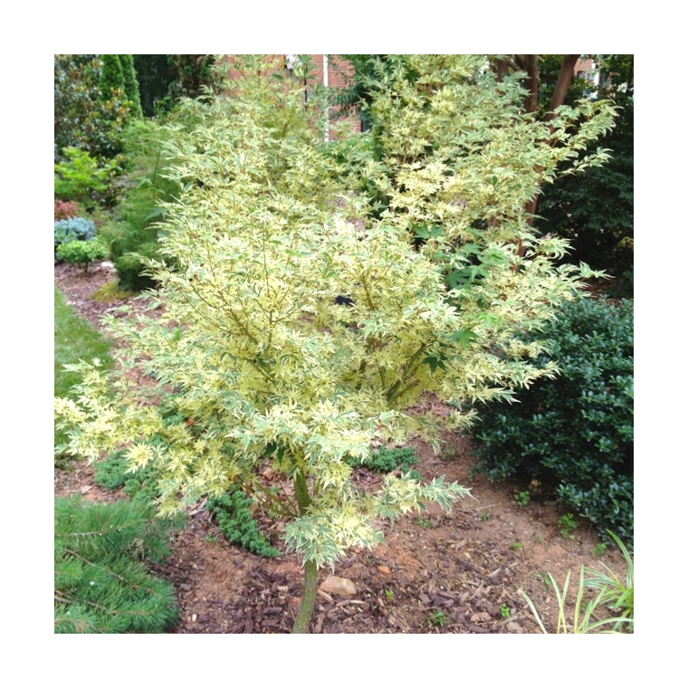 Acer palmatum'Butterfly' 
