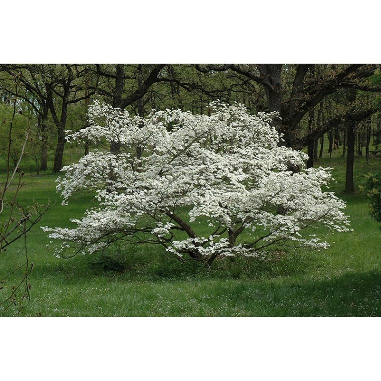 Cornus florida 