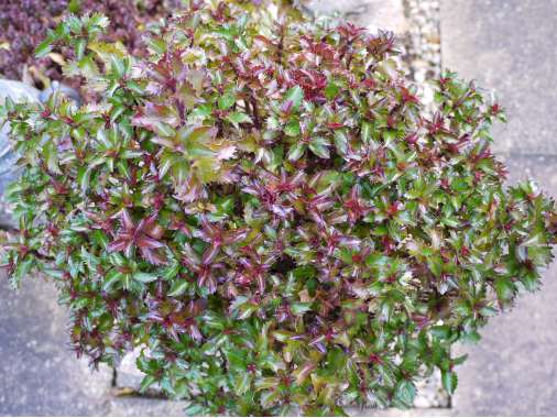 Ilex meserveae'Little Rascal' 