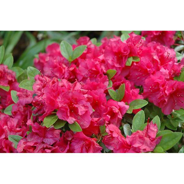 Azalea japonica'Nico' 