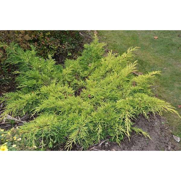 Juniperus media'Gold Star' 