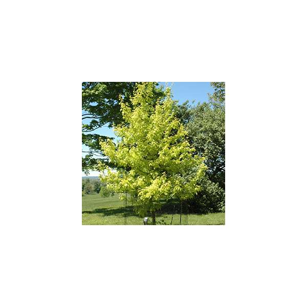 Acer negundo'Kelly's Gold' 