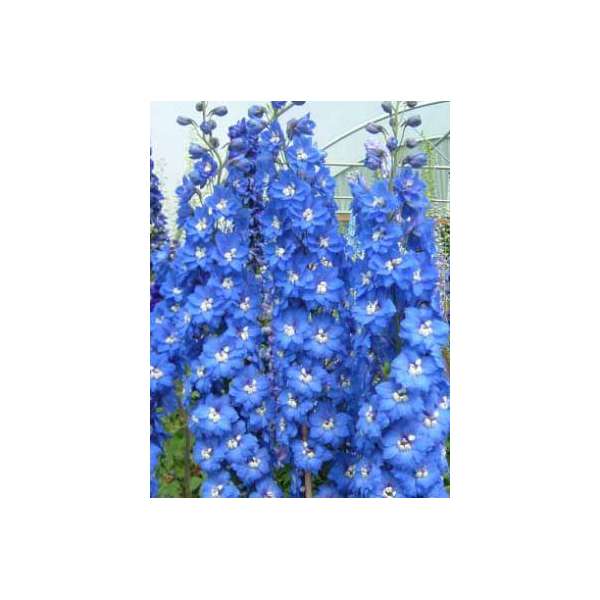 Delphinium'Blue Nile' 