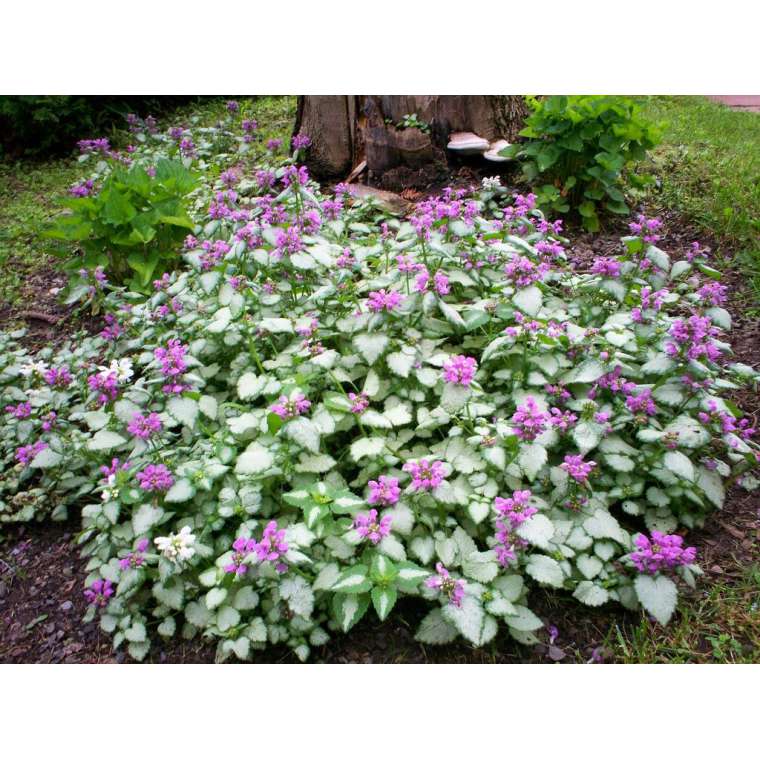 Lamium maculatum'Purple Dragon'