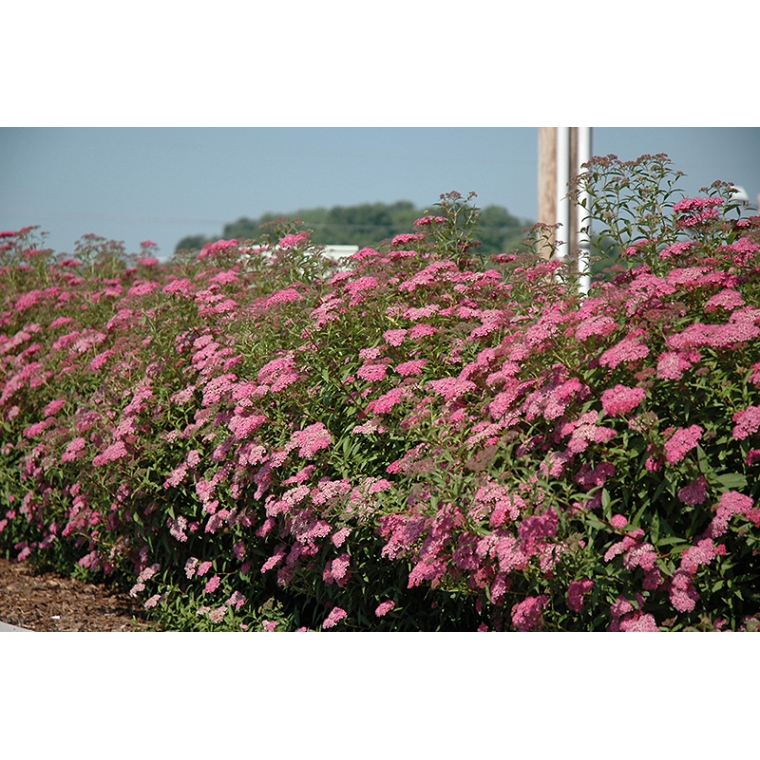 Spiraea bumalda'Anthony Waterer' 