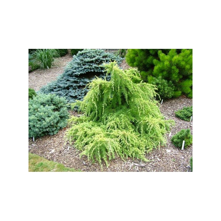 Cedrus deodara'Limeglow' 