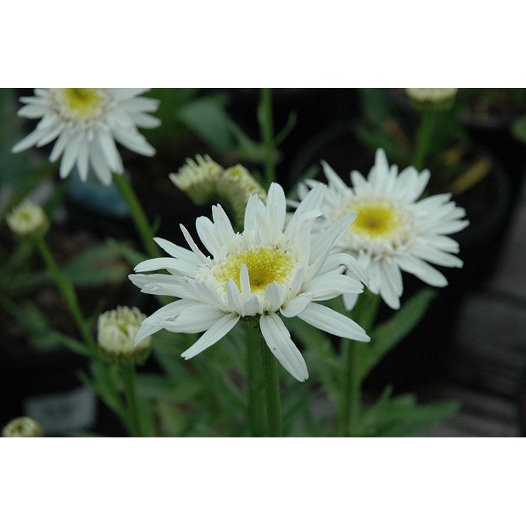 Leucanthemum'Christine Hagemann'