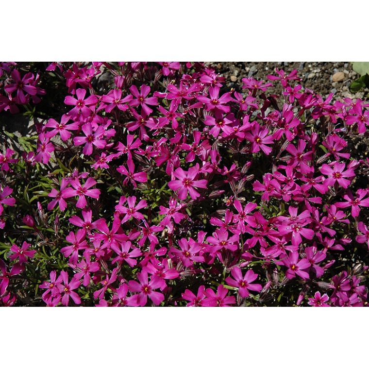 Phlox subulata'Temiskaming'