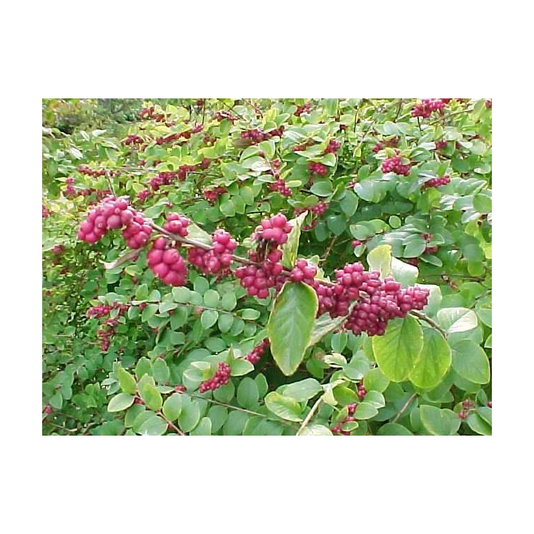 Symphoricarpos orbiculatus 