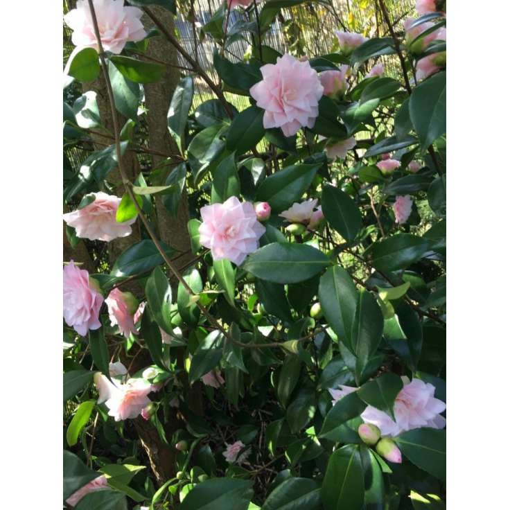 Camellia japonica'Nuccio's Pearl' 