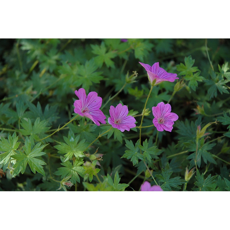 Geranium 'Blushing Turtle'