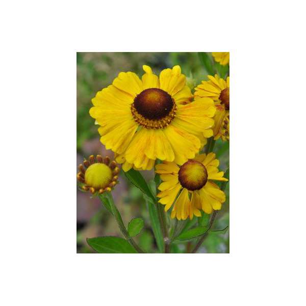 Helenium'Goldrausch'