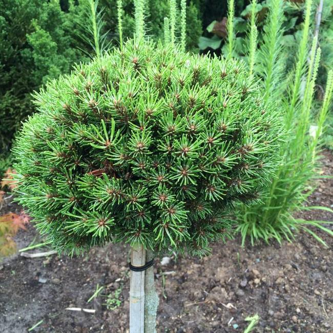 Pinus uncinata'Jezek' 