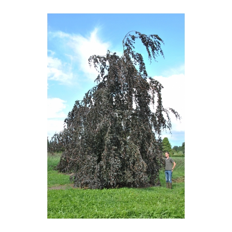 Fagus sylvatica'Black Swan' 
