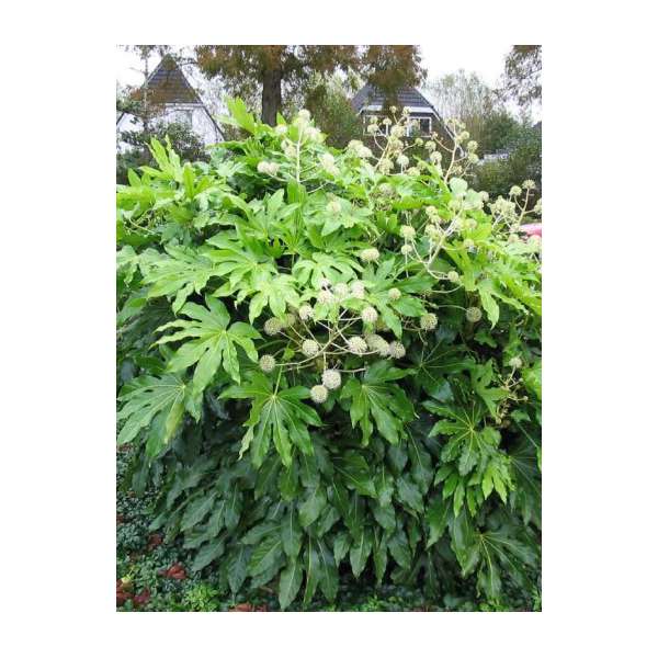 Fatsia japonica 