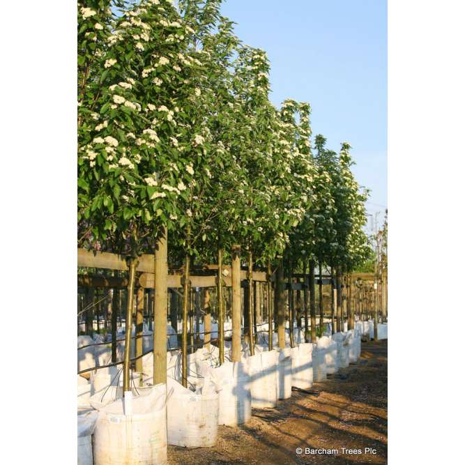 Sorbus thuringiaca'Fastigiata' 