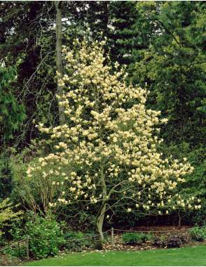 Magnolia'Elizabeth' 