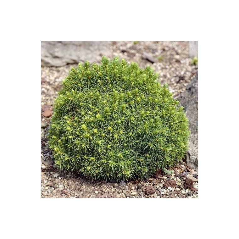 Picea glauca'Alberta Globe' 