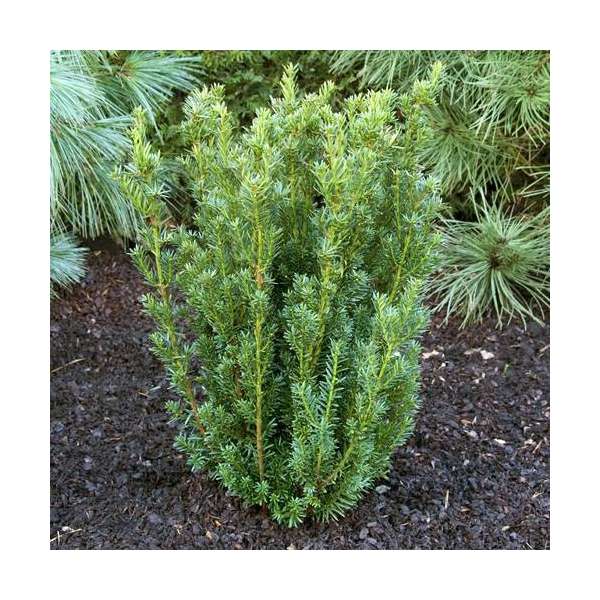 Taxus media'Hillii' 