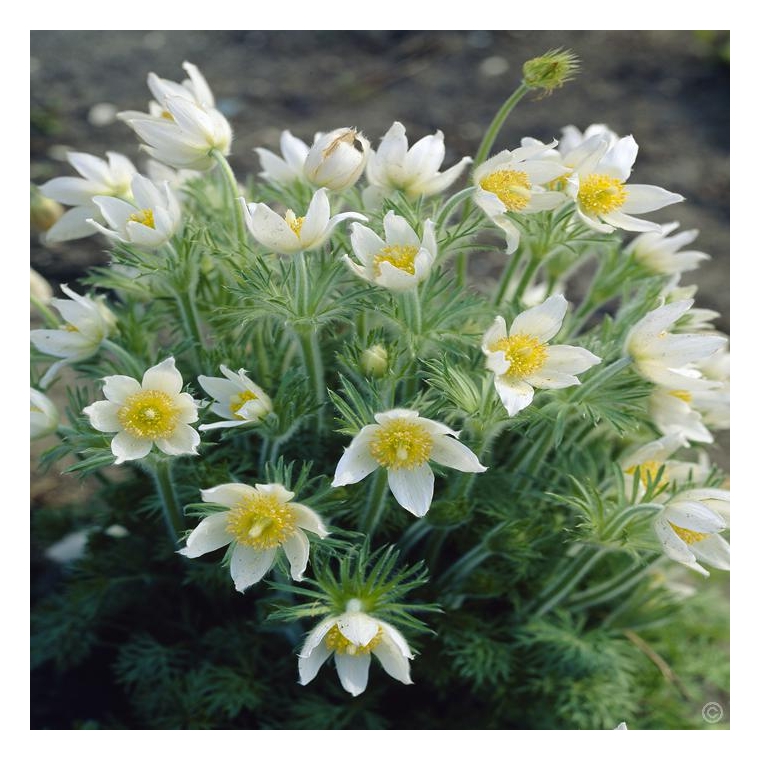 Pulsatilla vulgaris'Alba'