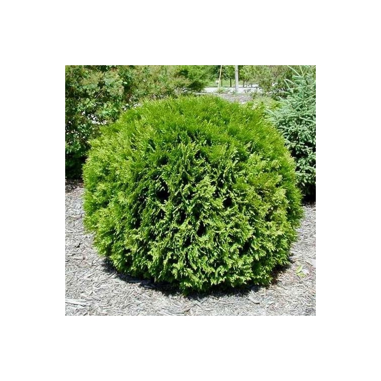 Thuja occidentalis'Little Giant' 