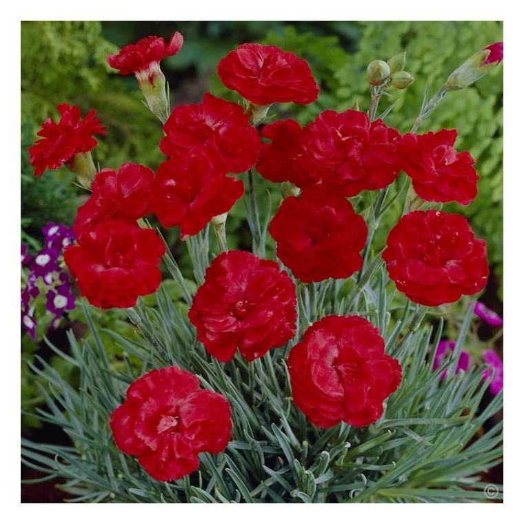 Dianthus plumarius'David'