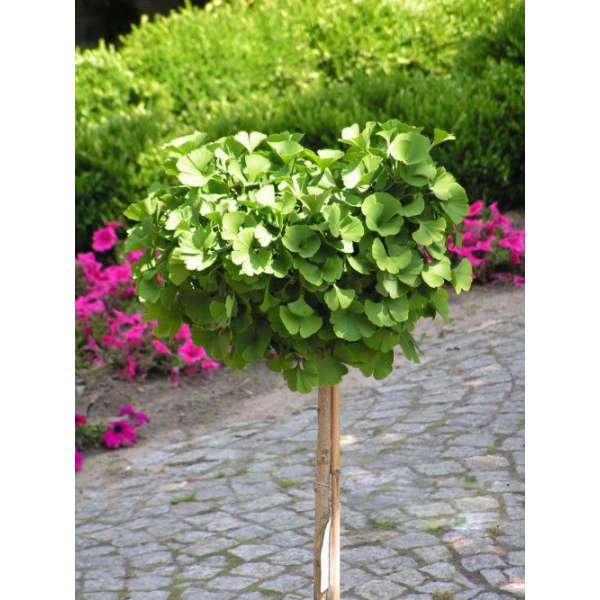 Ginkgo biloba'Mariken' 