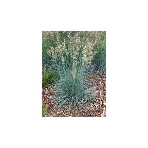 Festuca glauca'Azurit'