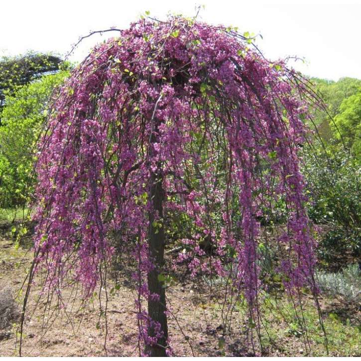 Cercis canadensis'Ruby Falls' 