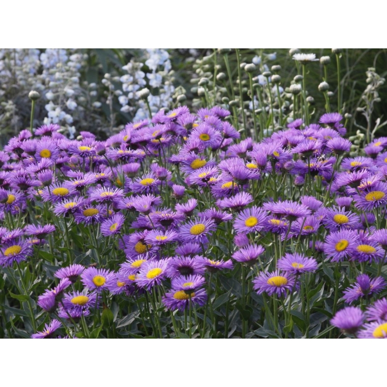 Erigeron'Dunkelste Aller'