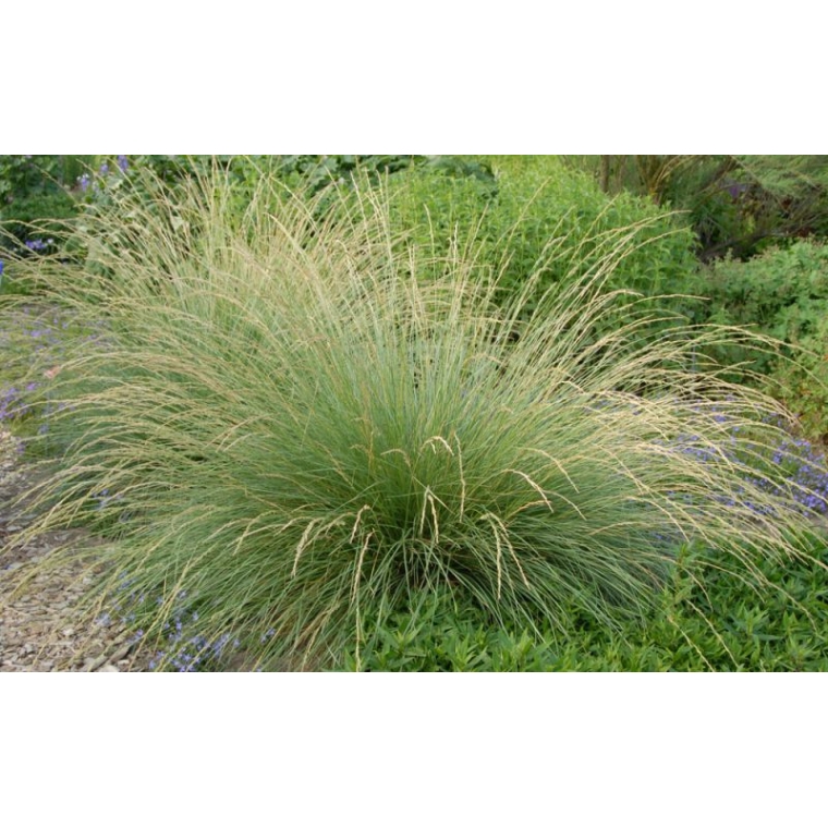 Festuca mairei