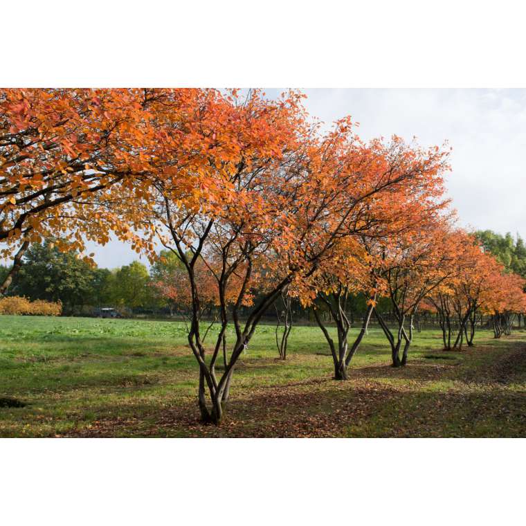 Amelanchier lamarckii 