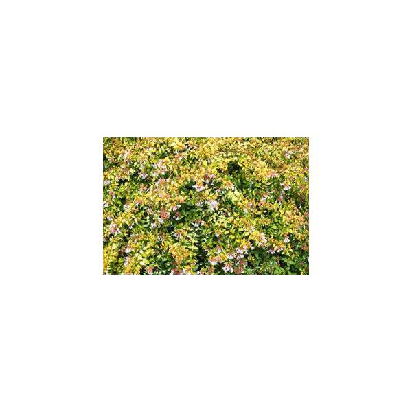 Abelia grandiflora'Francis Mason' 