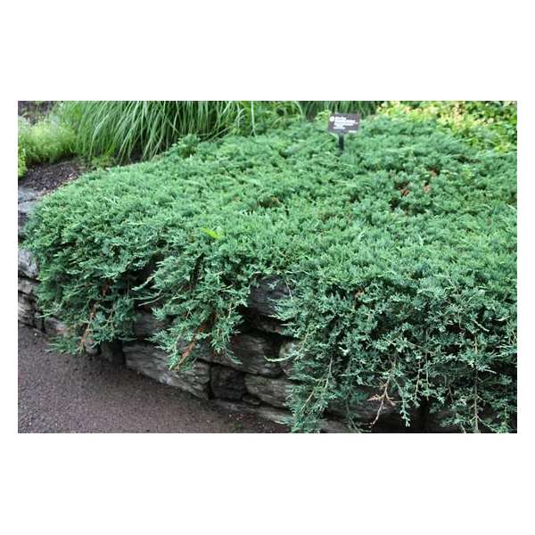 Juniperus horizontalis'Wiltonii' 