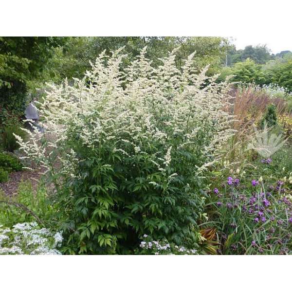 Artemisia lactiflora'Elfenbein'
