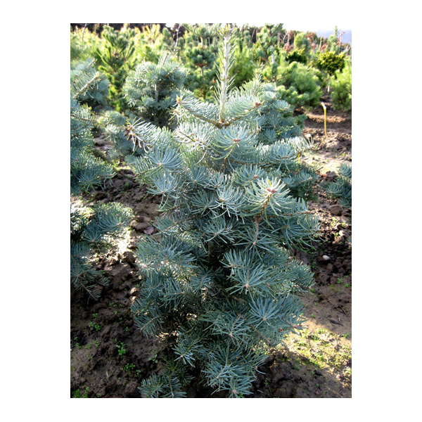 Abies concolor'Compacta' 