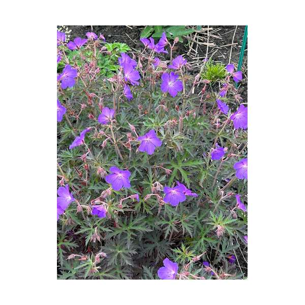 Geranium'Femme Fatale'