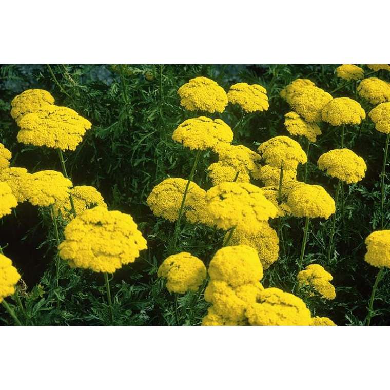 Achillea filipendulina'Cloth of Gold' 
