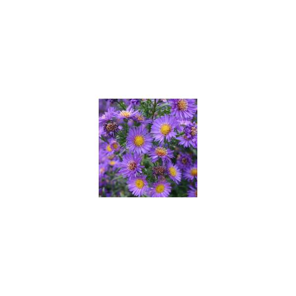 Aster novi-belgii'Schöne von Dietlikon'